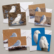 Snowy Owl Assortment Notecards - Set of 8