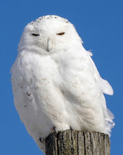 Snowy Owl Assortment Notecards - Set of 8
