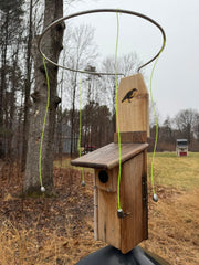 Sparrow Shield installed on an Ultimate Bluebird House
