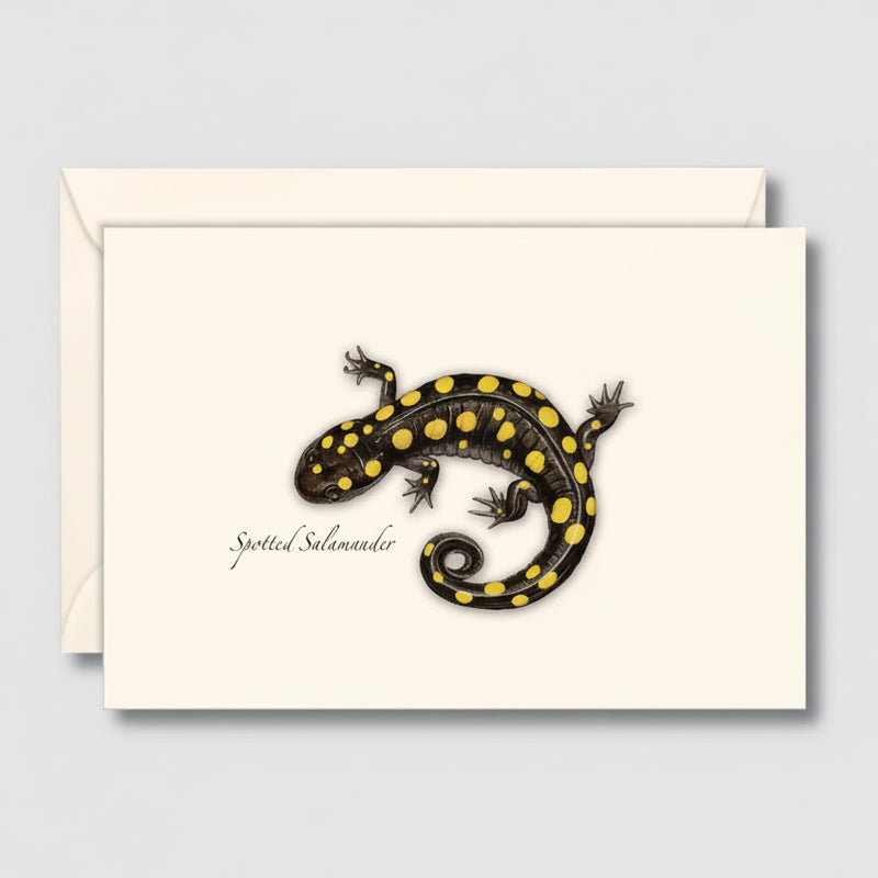 Spotted Salamander (Black with yellow spots) notecard with matching cream colored envelope