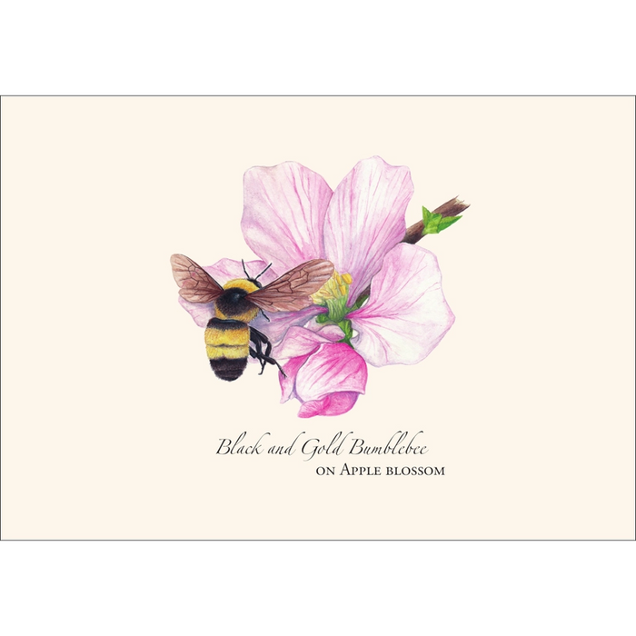 Spring Bumblebee Assortment Note Card Boxed Set - Black and gold bumblebee