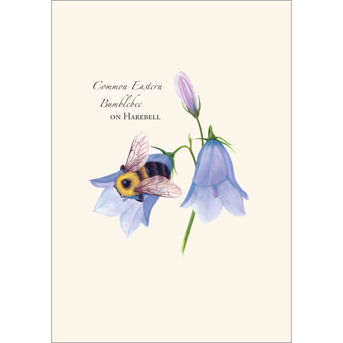 Spring Bumblebee Assortment Note Card Boxed Set - common eastern bumblebee