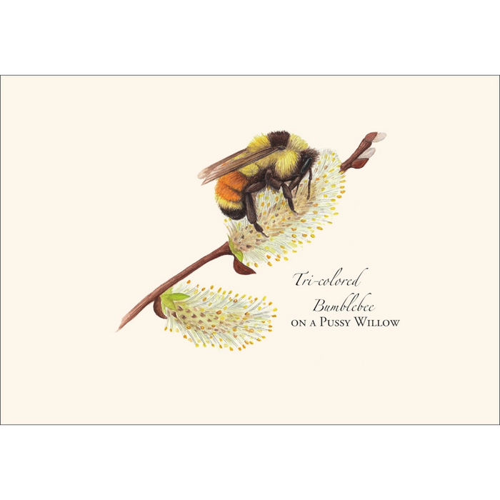 Spring Bumblebee Assortment Note Card Boxed Set - Tri-colored Bumblebee