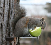 Squirrel Platform Feeder with apple