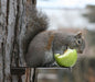 Squirrel Platform Feeder with apple