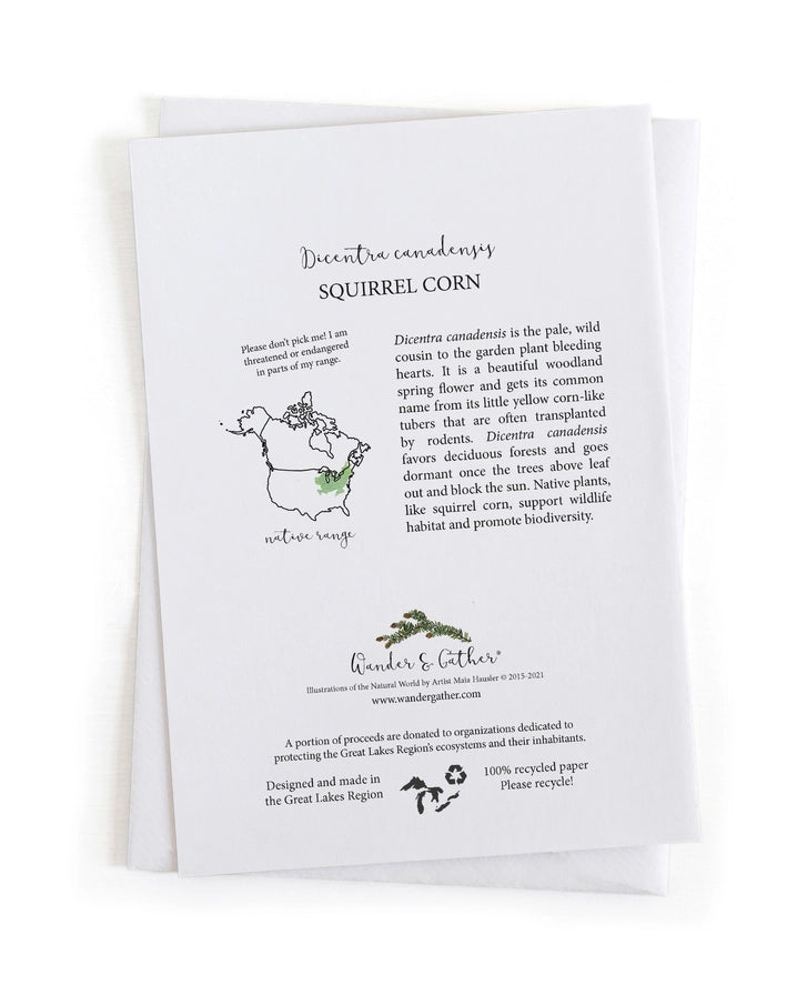 Squirrel Corn Wildflower Botanical Native Plant Card information on the back