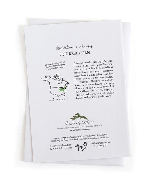 Squirrel Corn Wildflower Botanical Native Plant Card information on the back