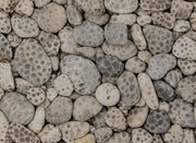 Puzzling Petoskies 1000 Piece Puzzle - 
Petoskey Stones