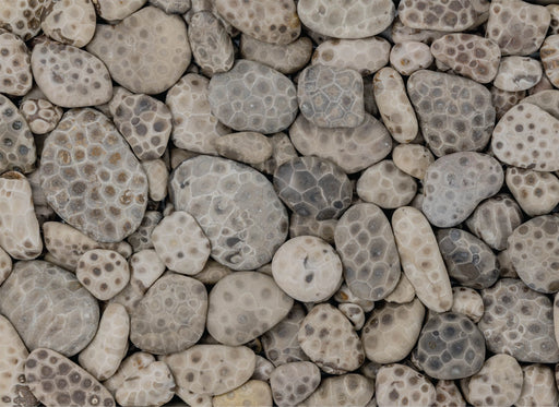 Puzzling Petoskies 1000 Piece Puzzle - 
Petoskey Stones