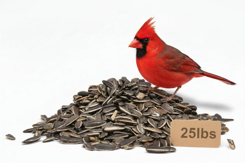 Striped Sunflower Seed 25lb bag with Cardinal perched on top