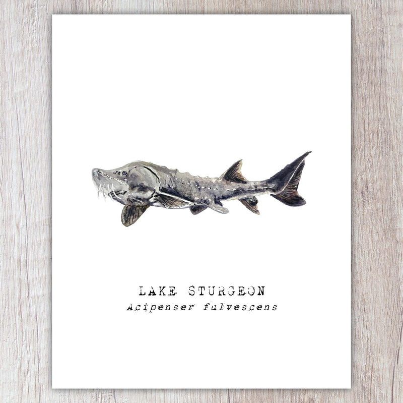 Illustration of a lake sturgeon on a white background with text below.