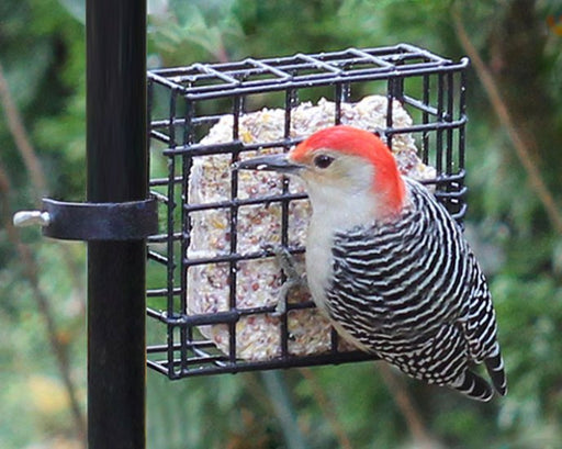 Red-bellied woodpecker on a suet feeder with a blurred green background