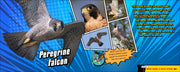 Super Animal Powers
text and photos of the peregrine falcon