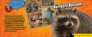 Super Animal Powers
photos and text about the Northern Raccoon