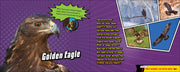 Super Animal Powers
photos and text on the golden eagle