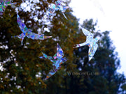 Swallows Window Clings