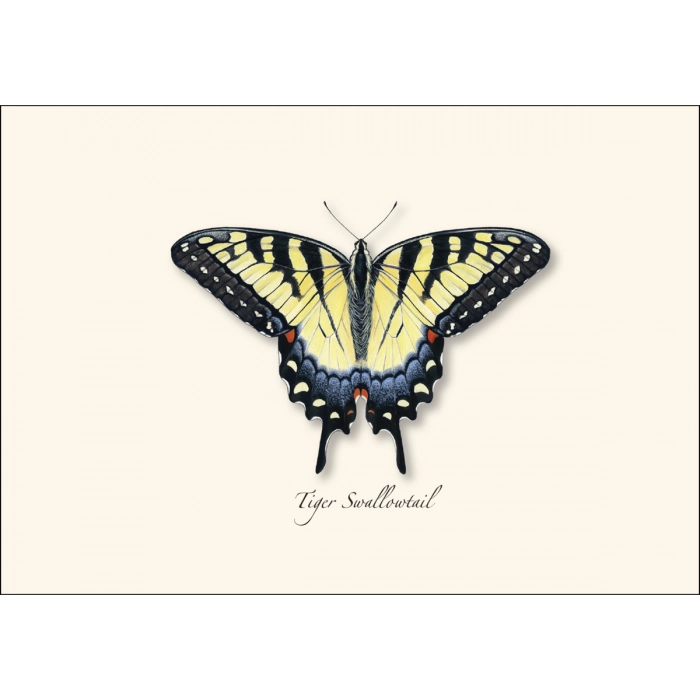 Swallowtail Assortment Notecard Boxed Set of 8
Tiger Swallowtail butterfly