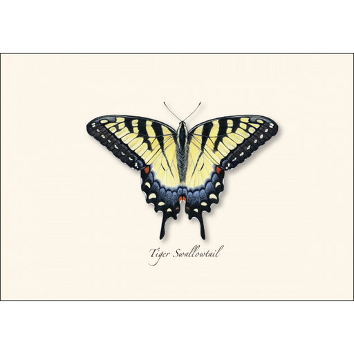 Swallowtail Assortment Notecard Boxed Set of 8
Tiger Swallowtail butterfly