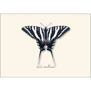 Swallowtail Assortment Notecard Boxed Set of 8
Zebra Swallowtail butterfly