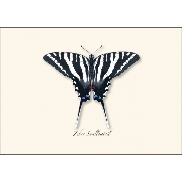 Swallowtail Assortment Notecard Boxed Set of 8
Zebra Swallowtail butterfly