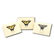 Swallowtail Assortment Notecard Boxed Set of 8