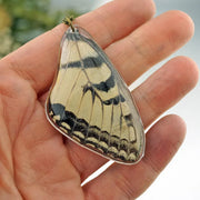 Eastern Tiger Swallowtail Wing Necklace being held in the hand for size comparison