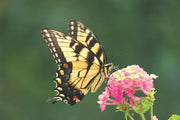 Butterfly on a pink flower with a blurred green background