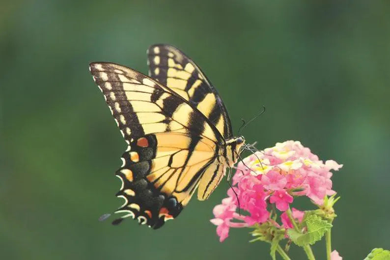 Butterfly on a pink flower with a blurred green background