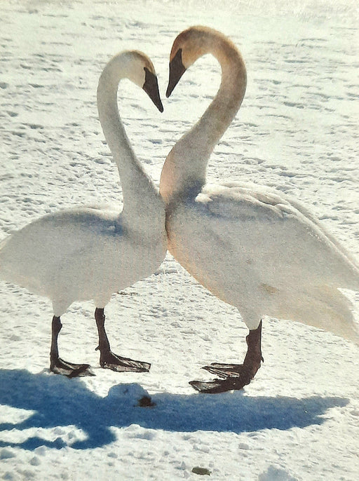 Pair of Swans Notecard