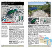 Tiger Beetles of Minnesota, Wisconsin & Michigan sample pages