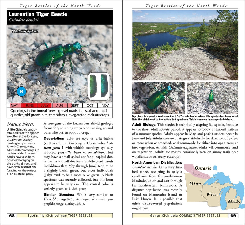 Tiger Beetles of Minnesota, Wisconsin & Michigan sample pages