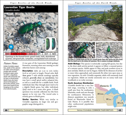 Tiger Beetles of Minnesota, Wisconsin & Michigan sample pages