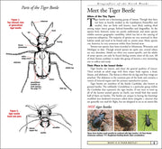 Tiger Beetles of Minnesota, Wisconsin & Michigan sample pages