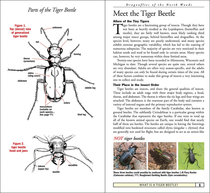 Tiger Beetles of Minnesota, Wisconsin & Michigan sample pages