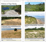 Tiger Beetles of Minnesota, Wisconsin & Michigan sample pages