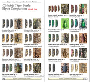 Tiger Beetles of Minnesota, Wisconsin & Michigan sample pages