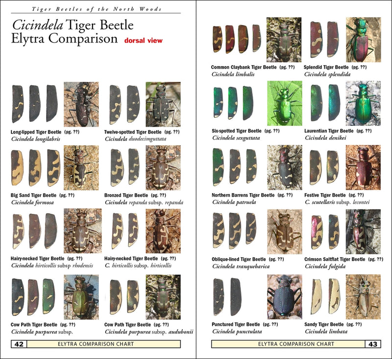 Tiger Beetles of Minnesota, Wisconsin & Michigan sample pages