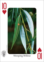 Trees of the Midwest Playing Cards