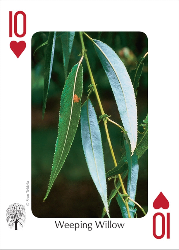 Trees of the Midwest Playing Cards