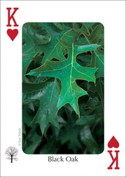 Trees of the Midwest Playing Cards