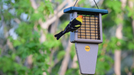 Single Suet Cake with Tail Prop Feeder