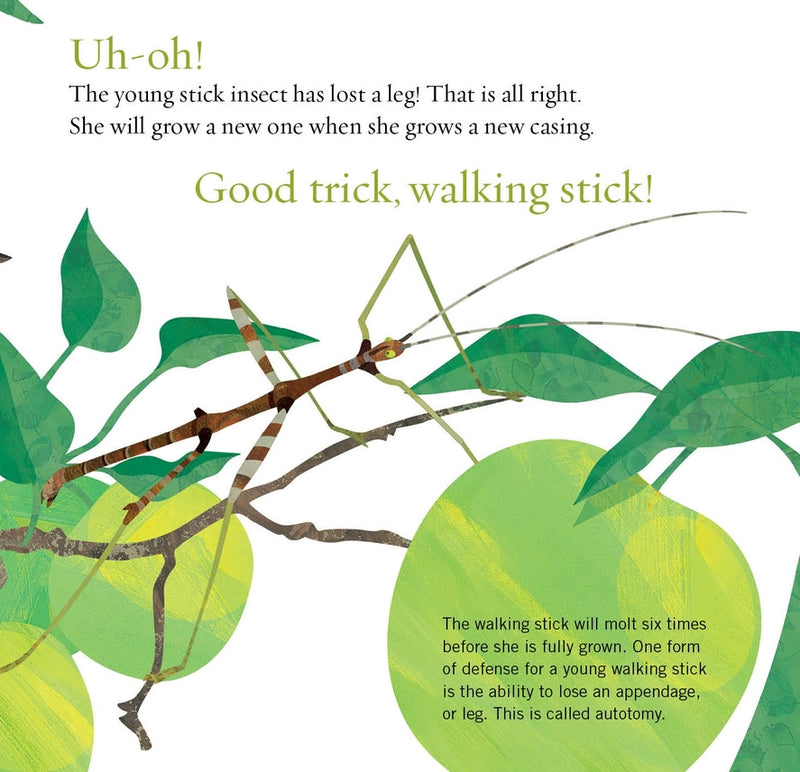 Good Trick, Walking Stick! Picture Book
sample page