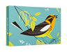 Charley Harper: Blackburnian Warbler Small Boxed Cards