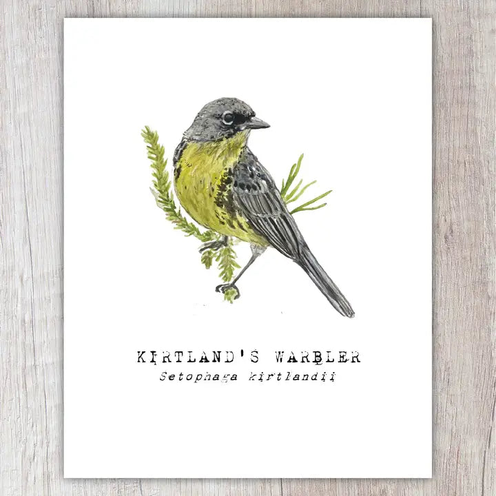 Kirtland's Warbler Note Card