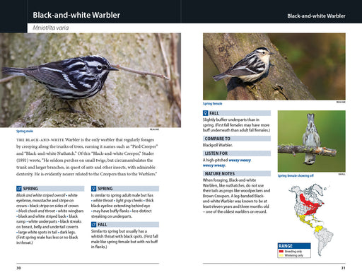 Warblers of Eastern North America - sample pages