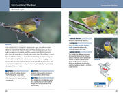 Warblers of Eastern North America - sample pages