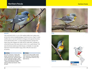 Warblers of Eastern North America - sample pages