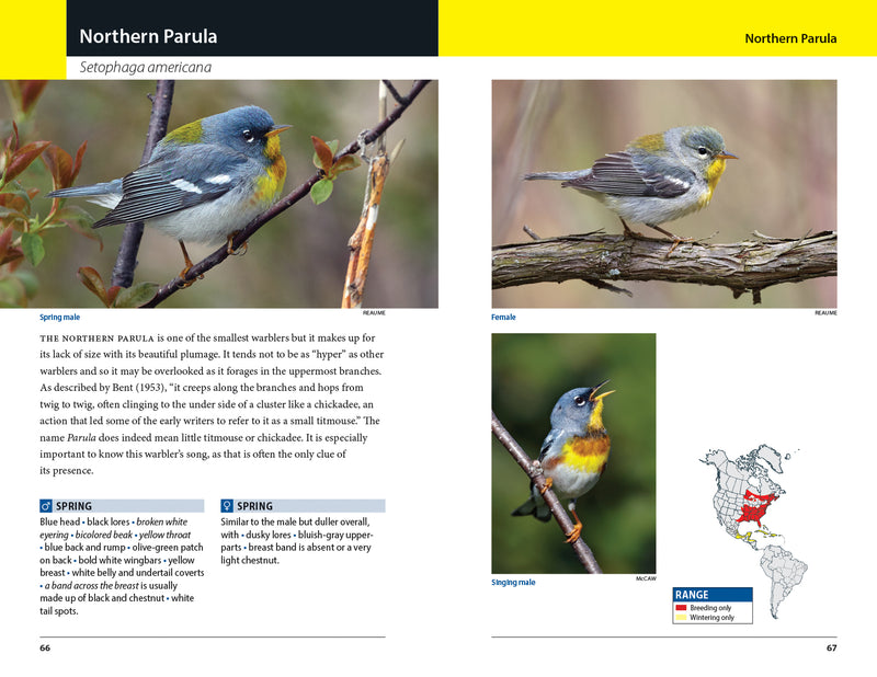 Warblers of Eastern North America - sample pages
