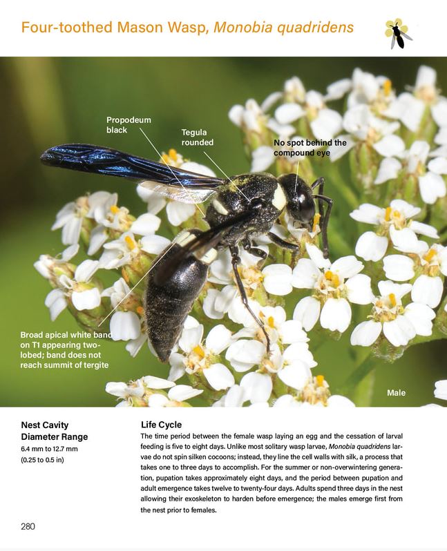 WASPS: A Guide for Eastern North America
page sample