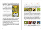 Birding For Beginners Midwest sample pages